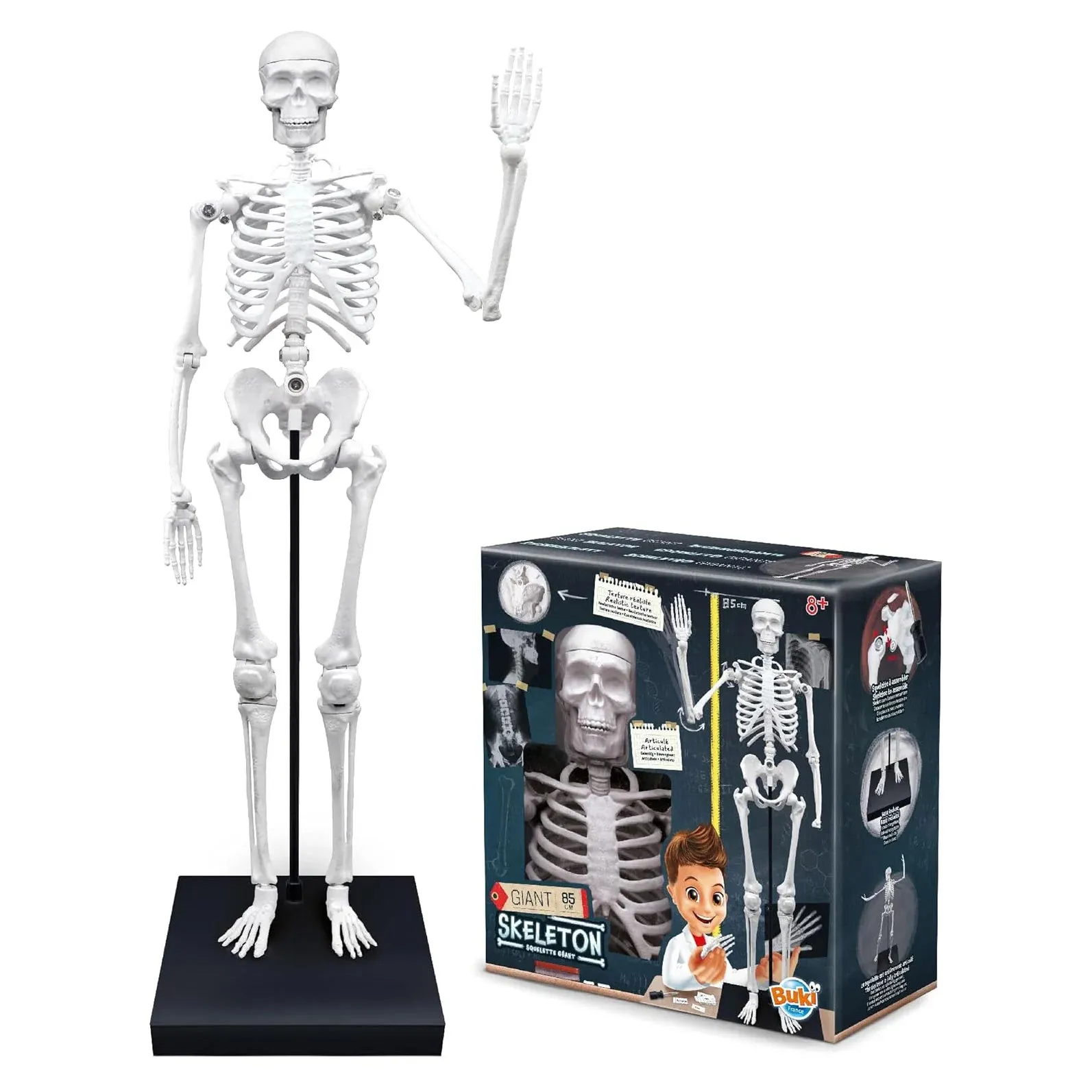 BUKI France Educational Skeleton 80cm Game Merch Multiple Accessories